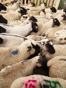 Mouton des prés salés