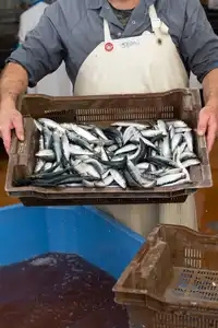 Panier de sardine après un lavage dans une conserverie