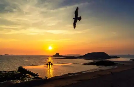 Vol du goéland au coucher du soleil à Saint Malo en Bretagne
