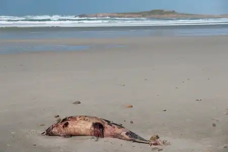Dauphin mort sur la plage de la Torche
