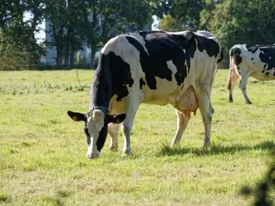 vache dans un champ