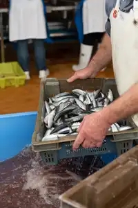 Le bon geste pour un bon lavage de sardine dans une conserverie