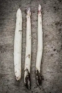 3 asperges blanches
