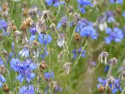 Fleurs bleues dans le jardin