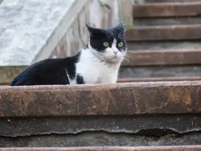 Chat dans les escaliers