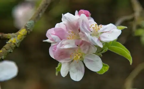 Fleurs de pommier, Malus domestica, apple tree
