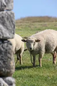 Les moutons d'Ouessant