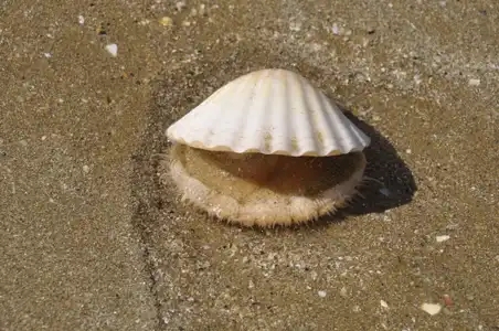 Coquille Saint-Jacques déposée sur le sable à marée descendante