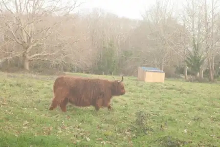 Vache Highland dans son enclos