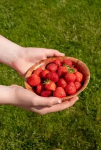 offrir une corbeille de fraise du jardin