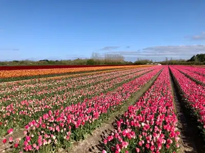 Visite des champs de tulipes à Plomeur