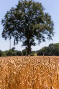 un arbre au milieu d un champ de blé