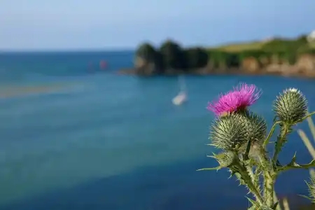 Fleurs de chardons sur fond de mer