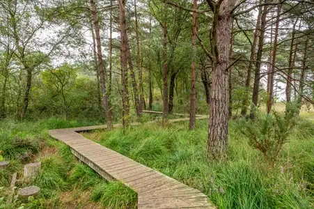 chemin de planche en bois étang de paimpont