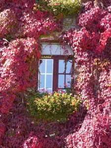 Fenêtre aux couleurs d'automne