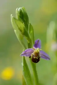 Fleur d'orchidée abeille
