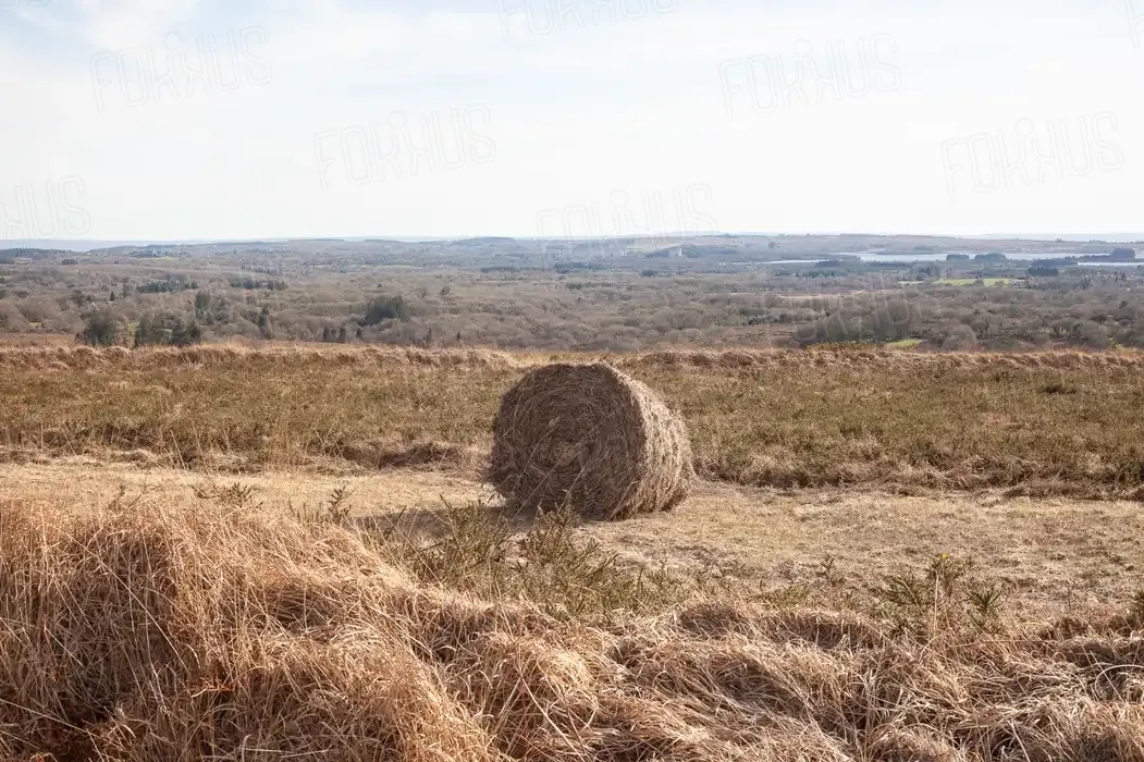 Champs de blé après la moisson dans les Monts d'arrée