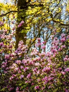 Azalées en floraison au parc floral de Boutiguéry à Gouesnac'h
