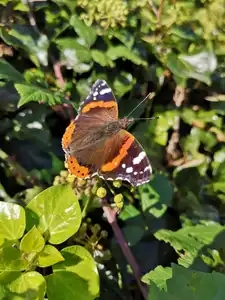 Papillon de Bréhat