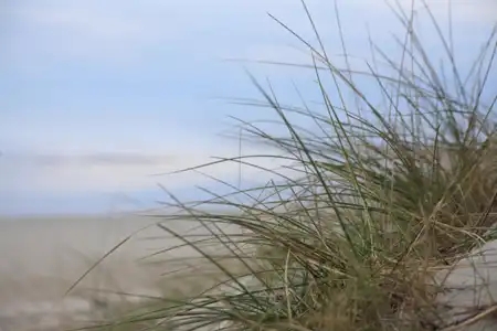 Dune et plantes sauvages à la Torche en Bretagne