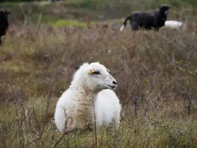 moutons blanc et noir dans un pré au bord de mer