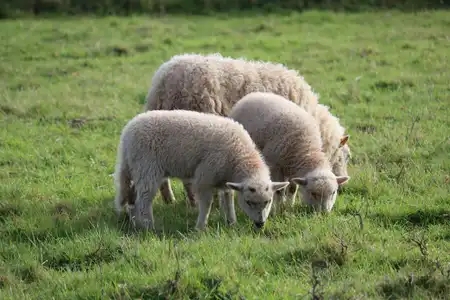 agneaux - moutons - lande de bretagne