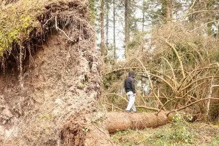 Homme sur un tronc d'arbre