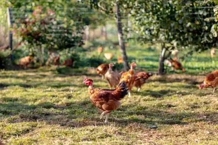 Poulets fermiers sur l'herbe