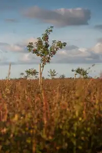 Pommiers au milieu d'un champ de sarrasin