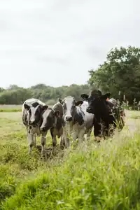 Quatre jeunes vaches pies noires dans un champ