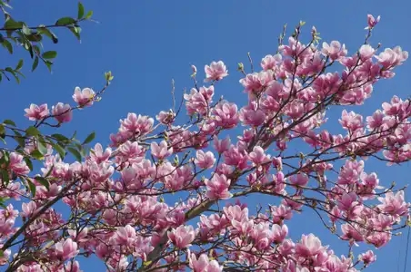 Le magnolia rose