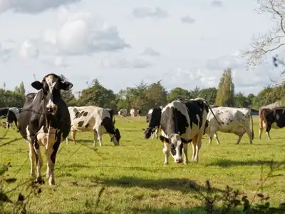 vache curieuse dans un champ