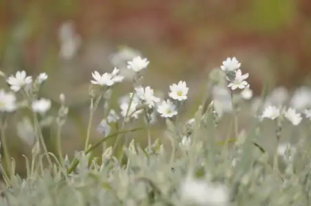 Fleurs blanches de corbeille d'argent