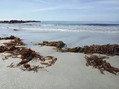 Algues kombu royal sur sable mouillé rivage breton, Bretagne