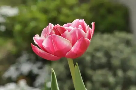 Tulipe rose dans un jardin