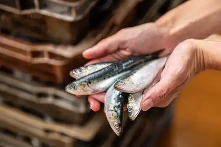 Des sardines dans les mains d'une ouvrière