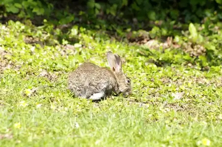 Un lapin au parc des Gayeulles