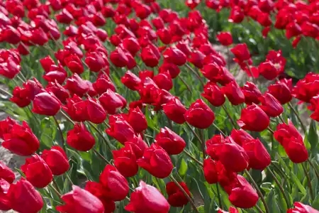 Champs de tulipes à La Torche