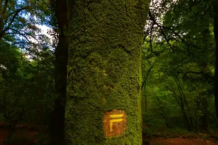 Le Faouët, arbre gravé, cœur, chemin de randonnée