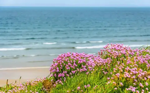 la flore bretonne l'Armeria maritima , plage de Kervel