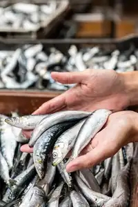 Présentation de sardines dans une conserverie