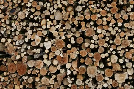 bois coupé, exploitation forestière dans la forêt de Belle-Îsle en Terre
