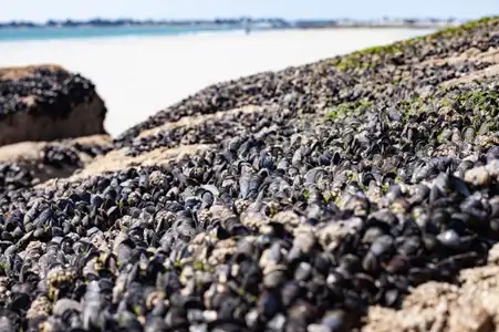 Moules accrochées sur un rocher à l'île-Tudy