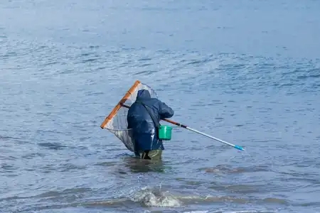 Pêcheur à pied inspectant le filet