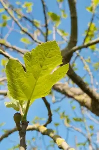 Feuilles et bourgeons de figuier, Ficus carica, fig tree - à Nantes au printemps
