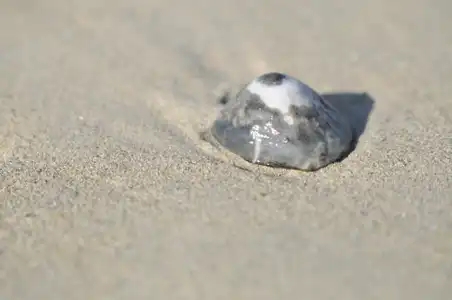 coquillage pétoncle nacre sur le sable