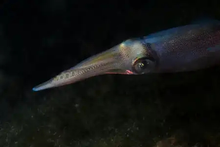 Calmar, squid, plougastel