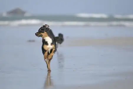 chien courant à la plage sous le soleil