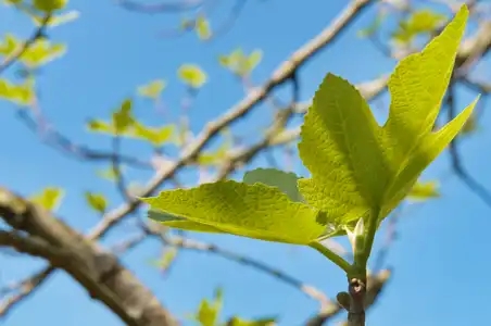 Éclosion de feuilles de figuier, Ficus carica, fig tree - à Nantes au printemps