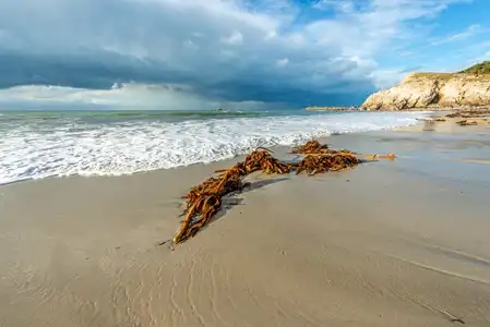 algue laminaire arrachée par la tempête, sur la plage dans le finistère